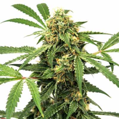 Midnight Bessie Autoflower > Elev8 Seeds | Semillas autoflorecientes  |  Híbrido