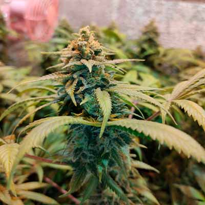 Midnight Bessie Autoflower > Elev8 Seeds | Autoflowering Hanfsamen  |  Hybrid