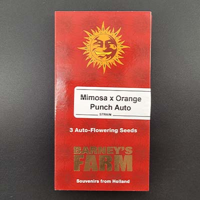 Mimosa x Orange Punch Auto > Barneys Farm | Autoflowering Hanfsamen  |  Hybrid