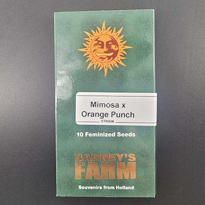 Mimosa X Orange Punch > Barneys Farm | Feminized Marijuana   |  Indica