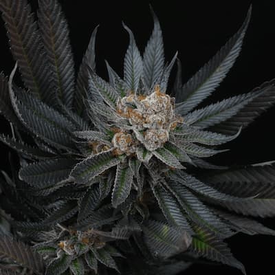 Mimozz > Perfect Tree | Feminized Marijuana   |  Hybrid