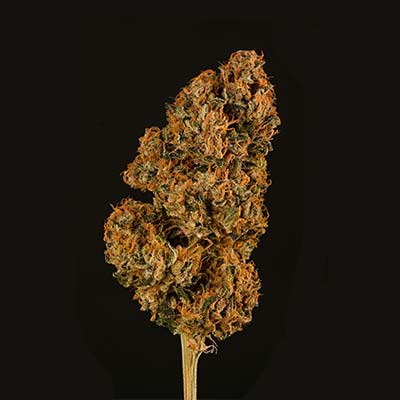 Miracle Alien Cookies > Linda Seeds | Semillas feminizadas  |  Sativa