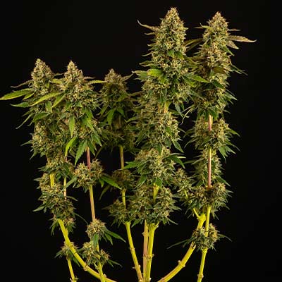 Miracle Alien Cookies > Linda Seeds | Semillas feminizadas  |  Sativa