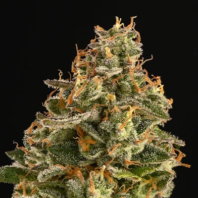 Miracle Alien Cookies > Linda Seeds | Semillas feminizadas  |  Sativa