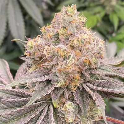 Mob Chopper > Karma Genetics | Feminized Marijuana   |  Indica