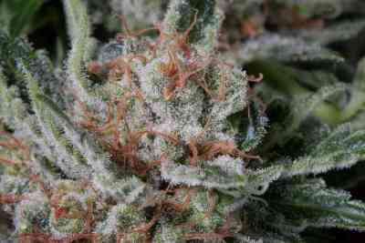 Moby Dick > Dinafem | Feminized Cannabis   |  Hybrid