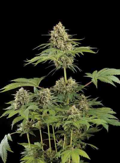 Moby Dick > Dinafem | Feminized Cannabis   |  Hybrid