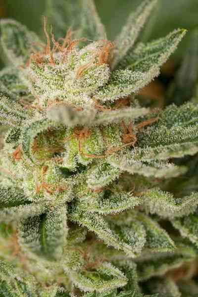 Moby Dick > Dinafem | Feminized Cannabis   |  Hybrid