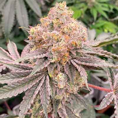 Mop Chopper > Karma Genetics | Feminized Marijuana   |  Indica