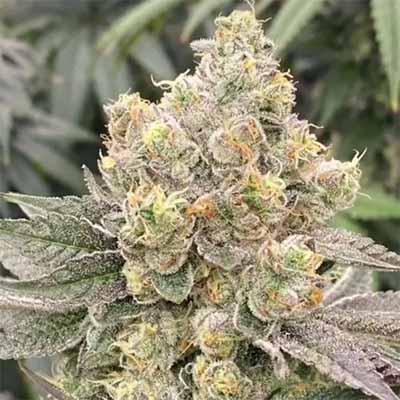 Mop Chopper > Karma Genetics | Feminized Marijuana   |  Indica