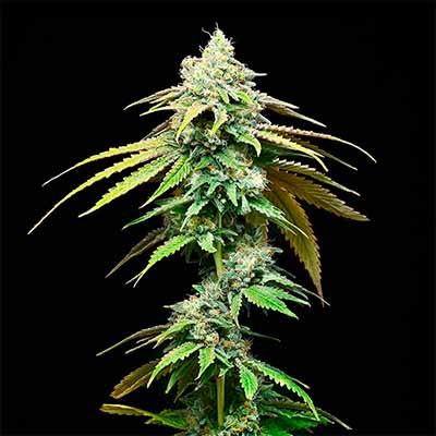 Motor City > Cookies Seedbank | Semillas feminizadas  |  Híbrido