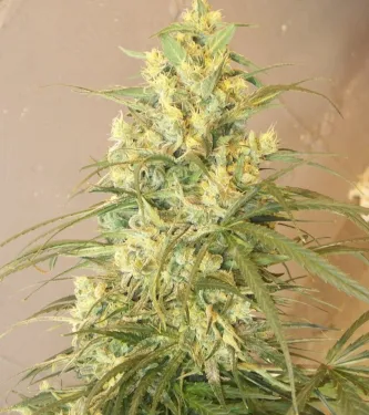 Mountain Gold > Green Mountain Seeds | Graines Normal  |  Sativa