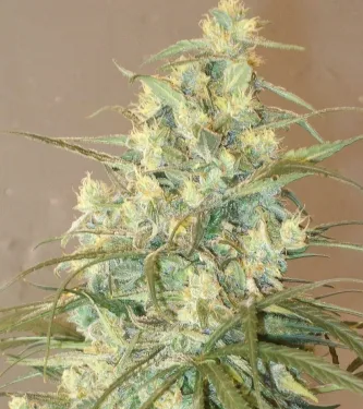 Mountain Gold > Green Mountain Seeds | Graines Normal  |  Sativa