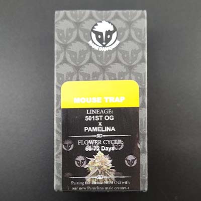 Mouse Trap > Rare Dankness Seeds | Reguläre Hanfsamen  |  Indica