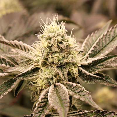 Mouth Wash > Humboldt Seed Organization | Feminized Marijuana   |  Hybrid