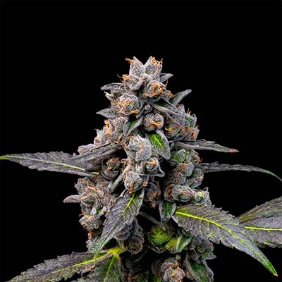 Murder Hornet > Cookies Seedbank | Feminized Marijuana   |  Hybrid