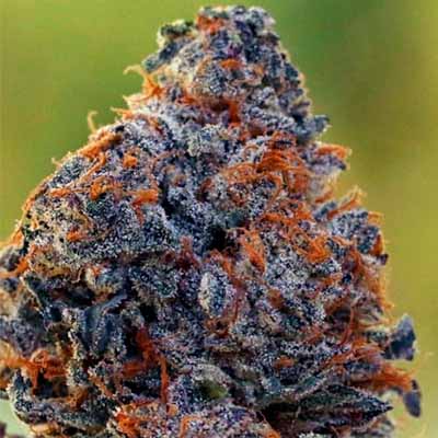 Murder Hornet > Cookies Seedbank | Feminized Marijuana   |  Hybrid