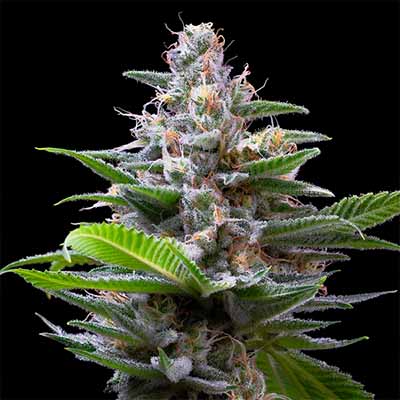 Murder Hornet > Cookies Seedbank | Feminized Marijuana   |  Hybrid