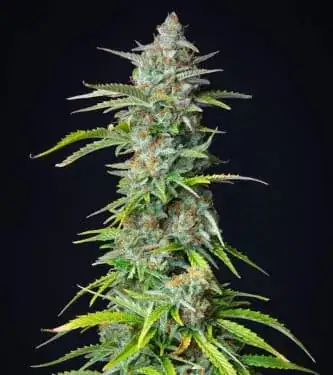 Northern Light Automatic > Royal Queen Seeds | Autoflowering Cannabis   |  Indica