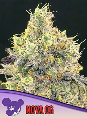 Nova OG > Anesia Seeds | Feminisierte Hanfsamen  |  Indica