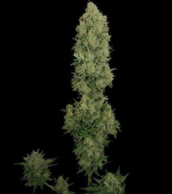 NYC Sour D Auto > Royal Queen Seeds | Graines Autofloraison  |  Sativa