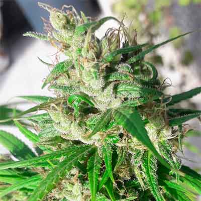 Oaxaca A5 Haze > ACE Seeds | Feminized Marijuana   |  Sativa