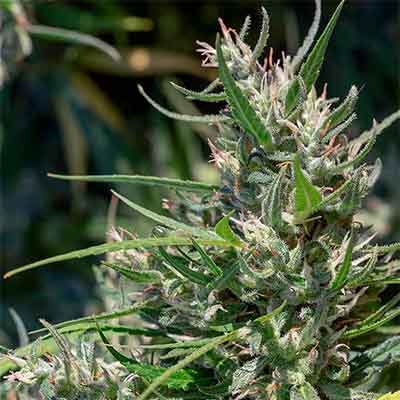 Oaxaca A5 Haze > ACE Seeds | Feminized Marijuana   |  Sativa