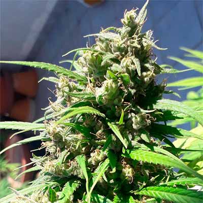 Oaxaca A5 Haze > ACE Seeds | Feminized Marijuana   |  Sativa