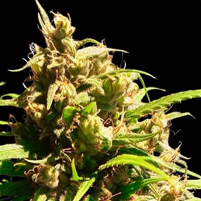 Oaxaca A5 Haze > ACE Seeds | Feminized Marijuana   |  Sativa