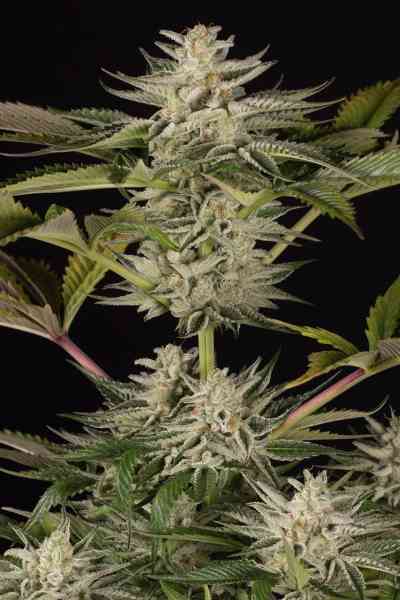 Ocean Grown Cookies > Dinafem | Feminisierte Hanfsamen  |  Indica