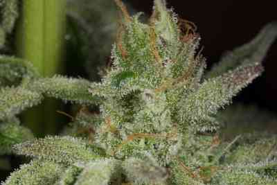 Ocean Grown Cookies > Dinafem | Feminisierte Hanfsamen  |  Indica