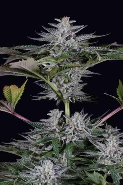 Ocean Grown Cookies > Dinafem | Feminisierte Hanfsamen  |  Indica