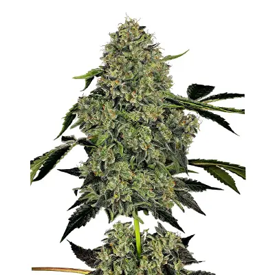 OG Kush Automatic > White Label | Autoflowering Hanfsamen  |  Indica