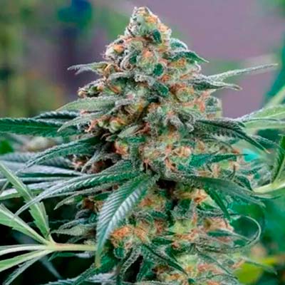 OG Kush CBD > Medical Seeds | CBD cannabis seeds  |  Hybrid