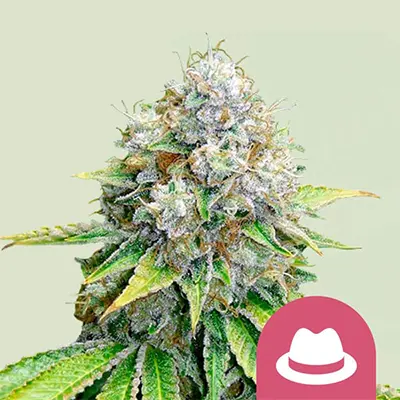 OG Kush > Royal Queen Seeds | Graines Féminisées  |  Indica