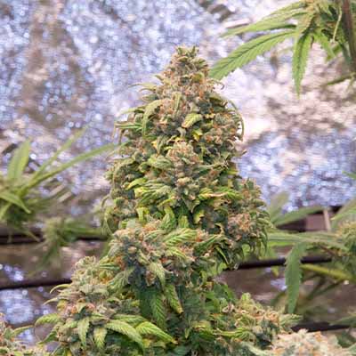 OG Kush > White Label Seeds | Feminized Marijuana   |  Indica