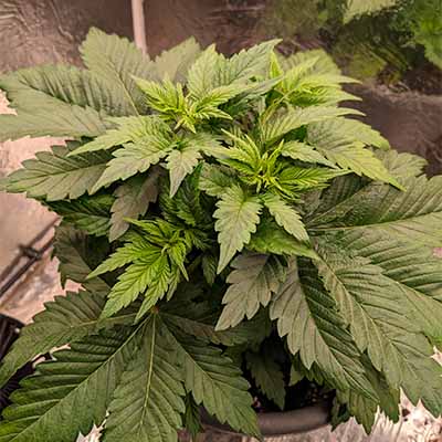 OG Kush > White Label Seeds | Feminized Marijuana   |  Indica