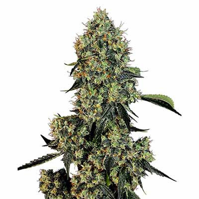 OG Kush > White Label Seeds | Feminized Marijuana   |  Indica