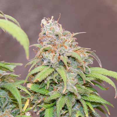 OG Kush > White Label Seeds | Feminized Marijuana   |  Indica