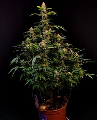 Oracle Octane > Anesia Seeds | Graines Féminisées  |  Hybride