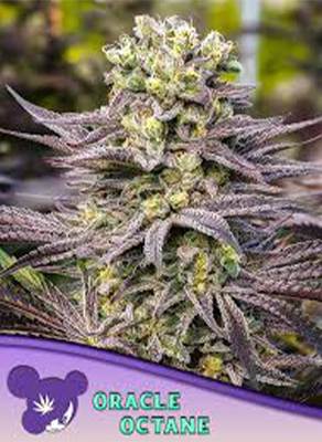 Oracle Octane > Anesia Seeds | Feminized Marijuana   |  Hybrid