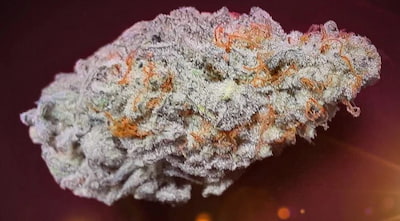 Orange Bud 2.0 > Dutch Passion | Feminized Marijuana   |  Hybrid