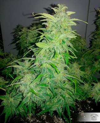 Orange Bud 2.0 > Dutch Passion | Feminized Marijuana   |  Hybrid