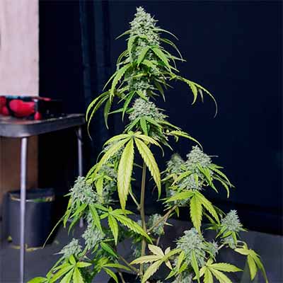 Orange Kush Auto > Eva Female Seeds | Graines Autofloraison  |  Hybride