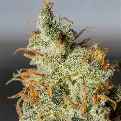 Orange Kush Auto > Eva Female Seeds | Graines Autofloraison  |  Hybride