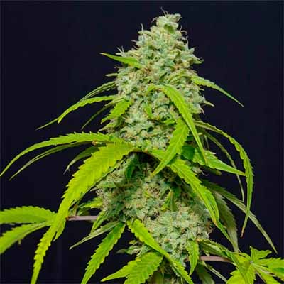 Orange Kush Auto > Eva Female Seeds | Graines Autofloraison  |  Hybride