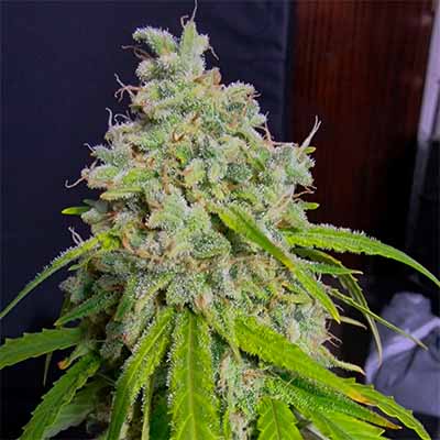 Orange Kush Auto > Eva Female Seeds | Graines Autofloraison  |  Hybride