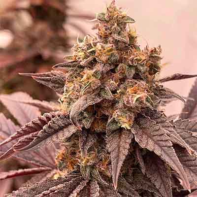 Orange Runtz Cake > Conscious Genetics | Feminized Marijuana   |  Hybrid