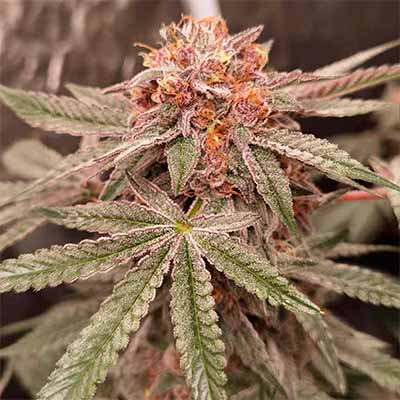 Orange Runtz Cake > Conscious Genetics | Feminized Marijuana   |  Hybrid