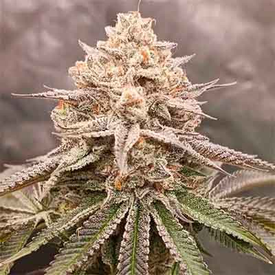 Orange Runtz Cake > Conscious Genetics | Feminized Marijuana   |  Hybrid